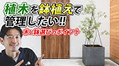 ミモザアカシア 別名 フサアカシア ギンヨウアカシア の育て方 日常の管理 病気や害虫対策は概要欄にて Youtube ミモザアカシア 別名 フサアカシア ギンヨウアカシア の育て方 日常の管理 病気や害虫対策は概要欄にて Youtube