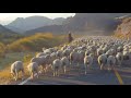 Massive Herd of Sheep on the road In Utah Mountains