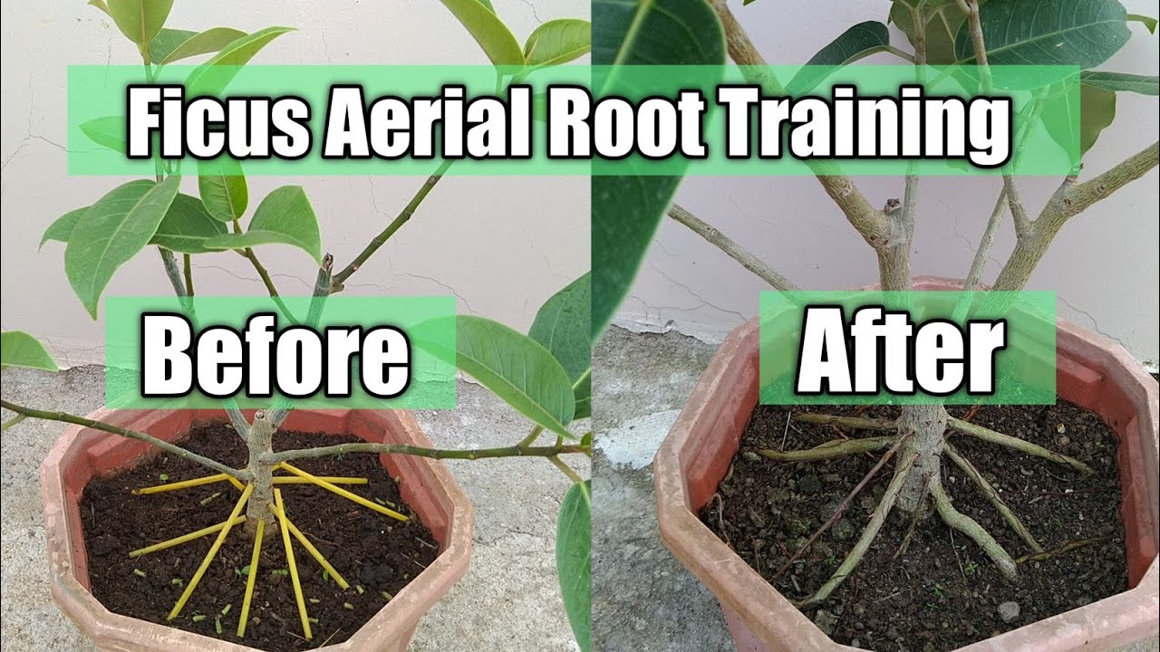 Bonsai root development ficus aerial roots bonsai ficus bonsai