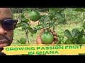 Growing Passion Fruits In Asebu; Asebu Is A Citrus Production Community in Ghana