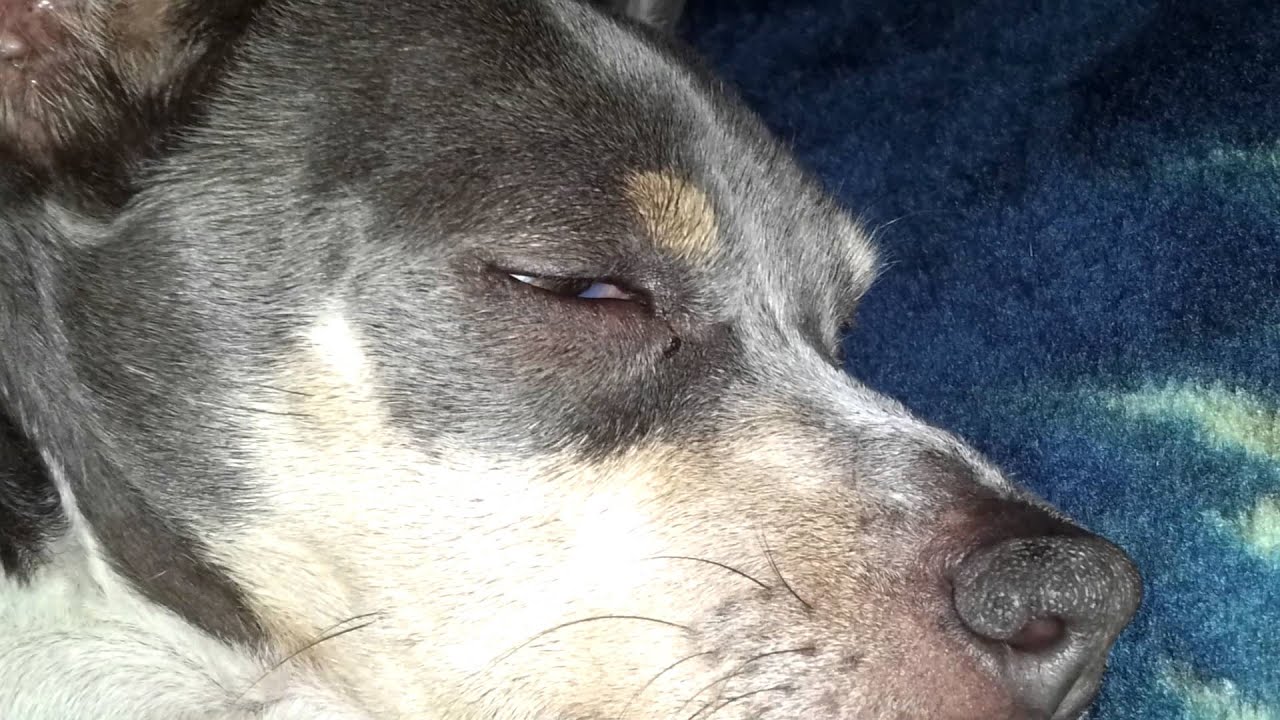 REM sleep dog YouTube