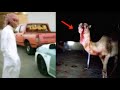 جمل يفترس راعيه 
