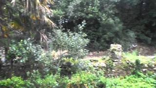 P1011152.AVI