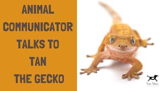 Animal Communicator Talks To Tan The Gecko | Susie Shiner | Animal Communicator