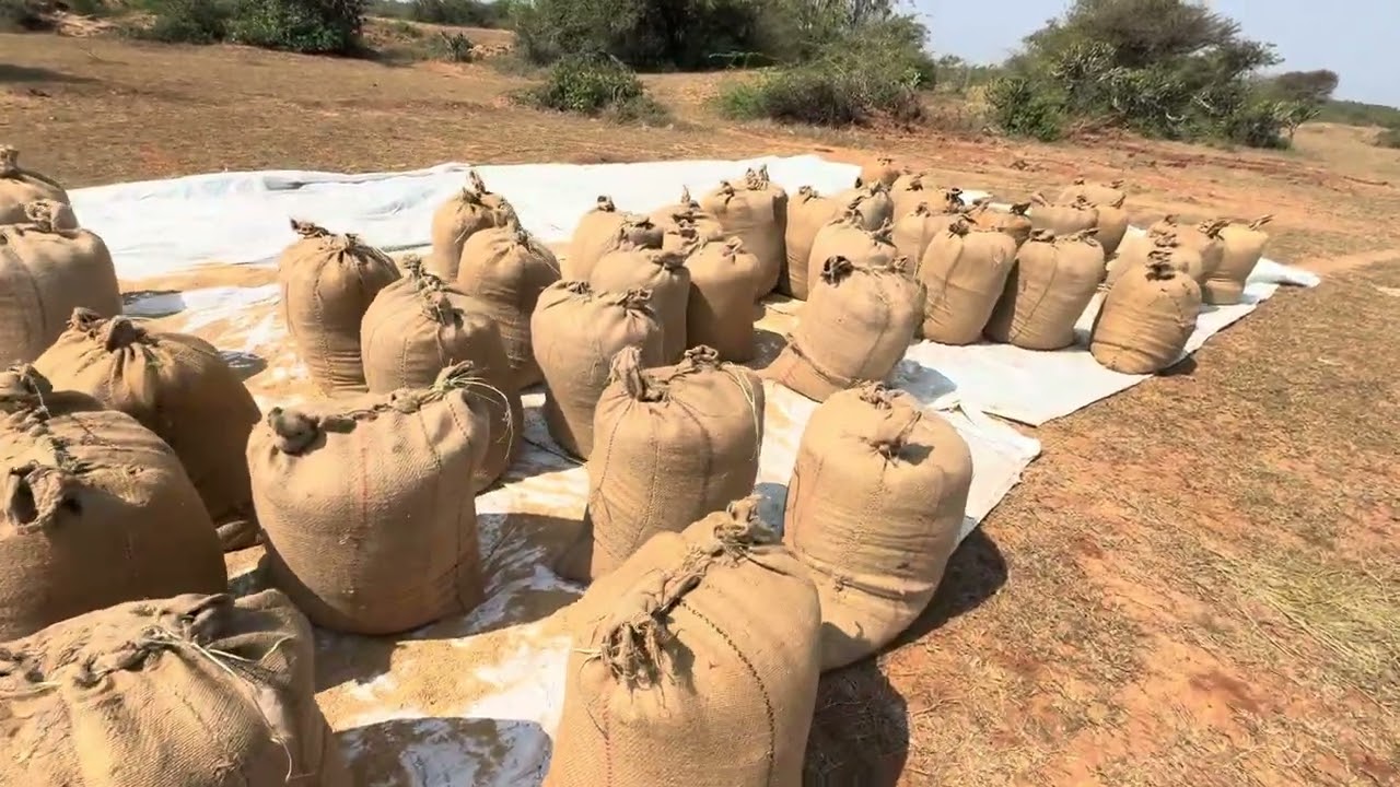 PADDY HARVESTING | RNR 15048 | SUGERLESS VARIETY | RABI 2024-25 | PRR | FARMLAND | #prrfarmland