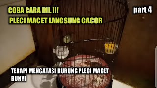MENGATASI BURUNG PLECI MACET / GAK MAU BUNYI - PART 4