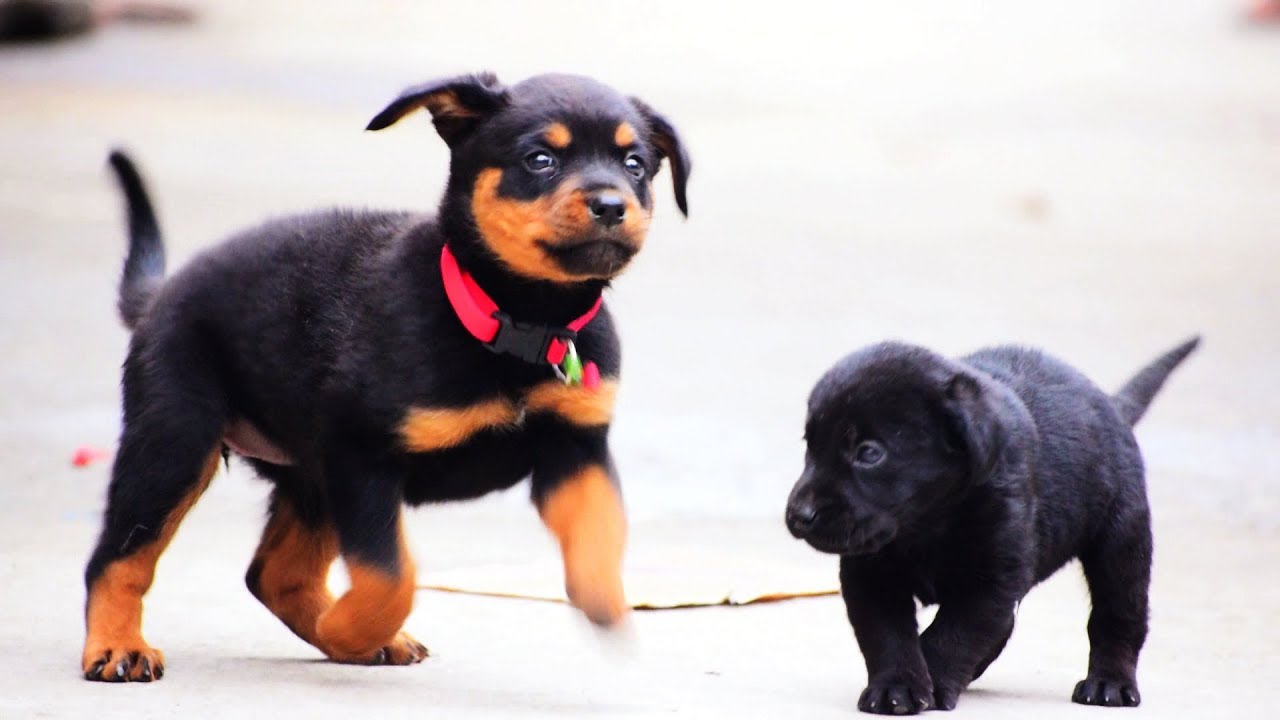 Rottweiler or labrador which is best
