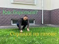 Боремся с СОРНЯКАМИ НА ГАЗОНЕ