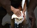 Most satisfying horse rescue today. #horsecare #hoofcare #hoofrepair #horsefan #viralshorts