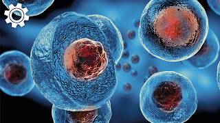 The Science of Regeneration: How Stem Cells Differentiate and Repair Tissue