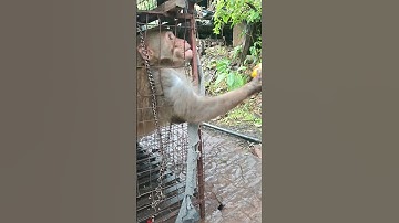 monkey brain brilliant than human #youtube #hunting #puppy #homemade #no #crab #shortsfeed #reels