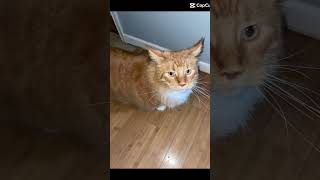 Do it have any photos of your cats? #catlover #funny #funnyvideo #edit #real #memes #jokes #comedy