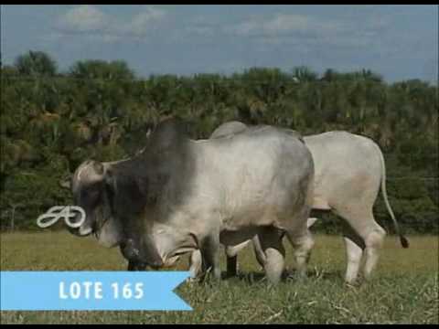 LOTE 165