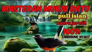Masteran murei batu,pull isian mewah,suara jernih,100%langsung nyaut#burung 