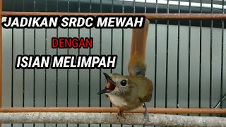 Pancingan SRDC Bali Gacor FULL isian - Masteran SRDC agar keluar isian