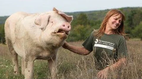 The VEGAN POWERHOUSE of Farm Sanctuary | Susie Cos...
