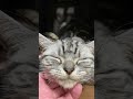 猫のアゴ下を撫でたらドラゴンボールのカリン様みたいな顔になった #Shorts
