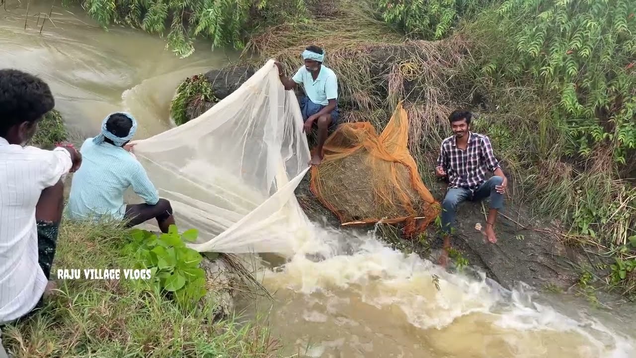 కుంటలో చాపలు వేట చాలా చేపలు పడ్డాయి || fish hunting in my village
