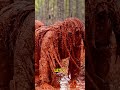 Invisible in Plain Sight | U.S. Army Sniper Ghillie Wash Training.