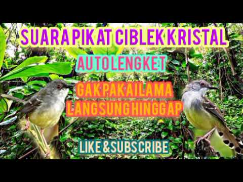 Suara pikat burung ciblek kristal super ampuh | banyak para pemikat yang membuktikan