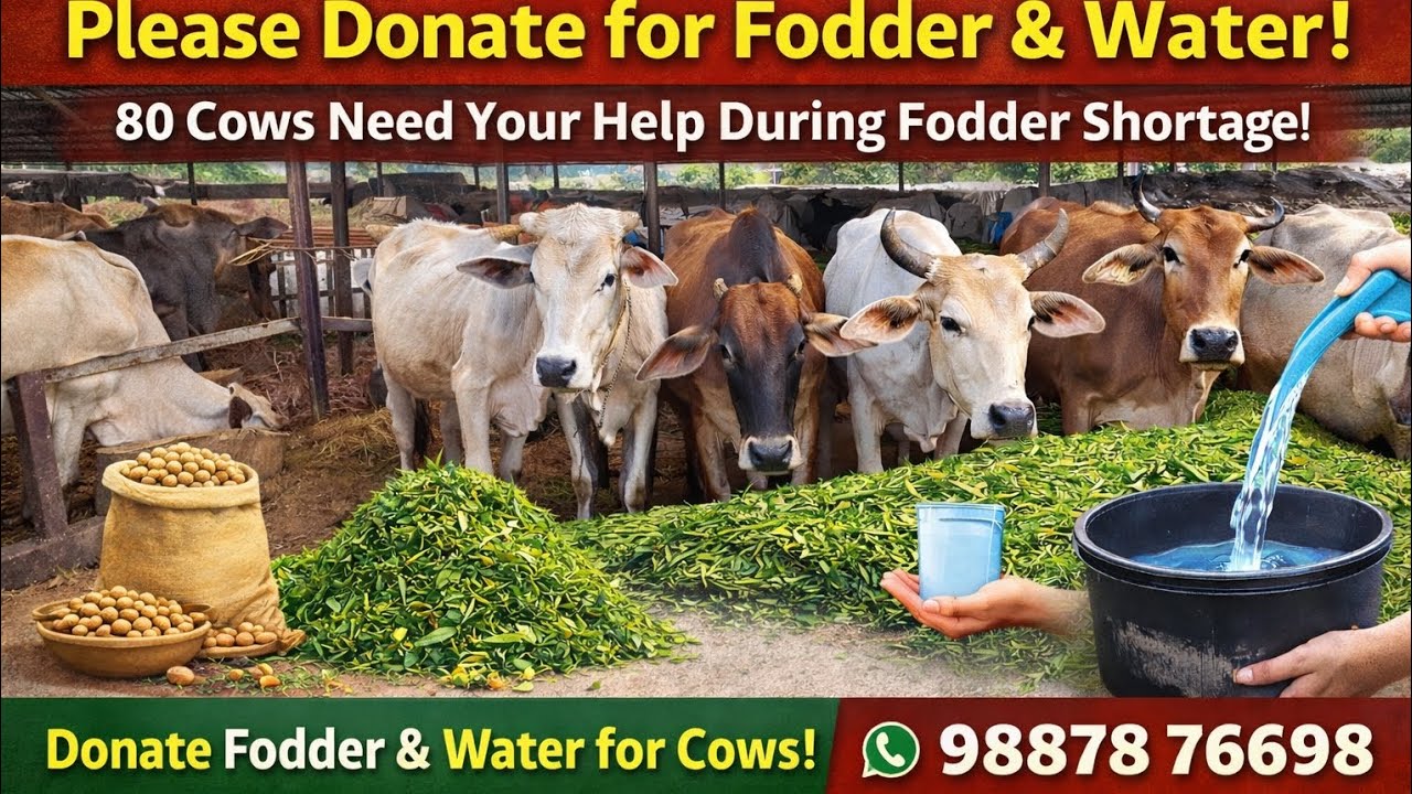 Urgent Appeal for Fodder Support | Help 80 Cows at Bajrang Das Gaushala Panch Pahadi