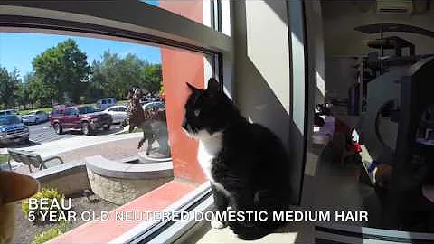 Cats!