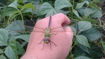 XWM TXHEEJ tshwm sim, Kabkooj Qoosliv los ntawm yus tsam yog tus neeg hlub tshua yus