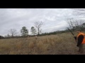 Quail Hunt in North Carolina w/ GSP Quail Hunt in North Carolina w/ GSP