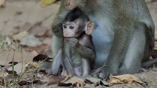 The monkey is beautiful and very smart #animals #monkey #cute #baby