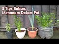 Menanam Tanaman Bumbu Dapur Dalam Pot Anti Gagal