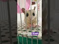 Cara Efektif Menjinakkan Sugar Glider untuk Pemula
