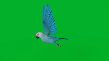 Spix Macaw Bird