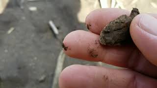 Arrowhead hunting Indian artifacts in central Indiana (killer Indiana green Thebes)
