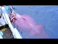 Amazing Traditional Big Squid Fishing Skill || SUPER LARGE Squid Fishing SKILLS ON THE SEA