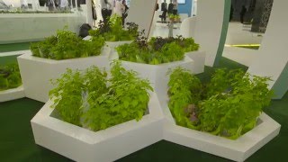 Wfes In Focus L Emil Samarah - Diamond Developers Group