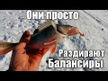 ✔️Удар в руку! Удочка в дугу! Ловля окуня на балансир!!!