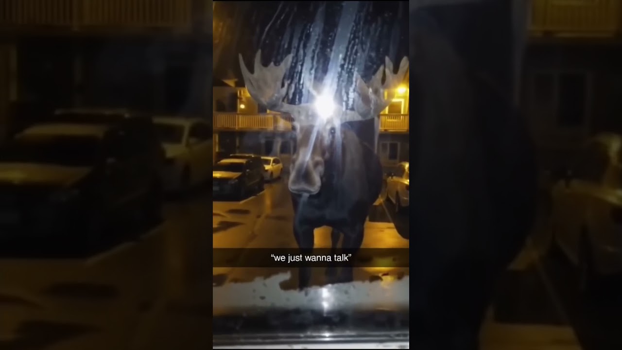 Memes from the internet V. 277 