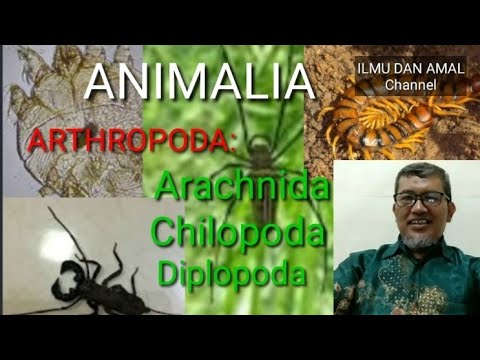 ANIMALIA: FILUM ARTROPODA: ARACHNIDA, CHILOPODA & DIPLOPODA