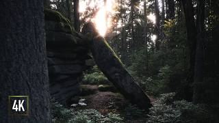 A Quiet Place in the Forest - 2h Relaxing Nature Sounds for Sleep, Birdsong & Wind blowing ASMR