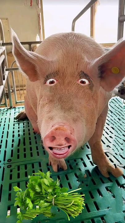 Pigs must video #ytviral #animals #funny #pigs #bagadbilla #pig #viralvideo #anmalsanimalsanimals