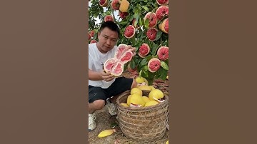 Pomelo fruit