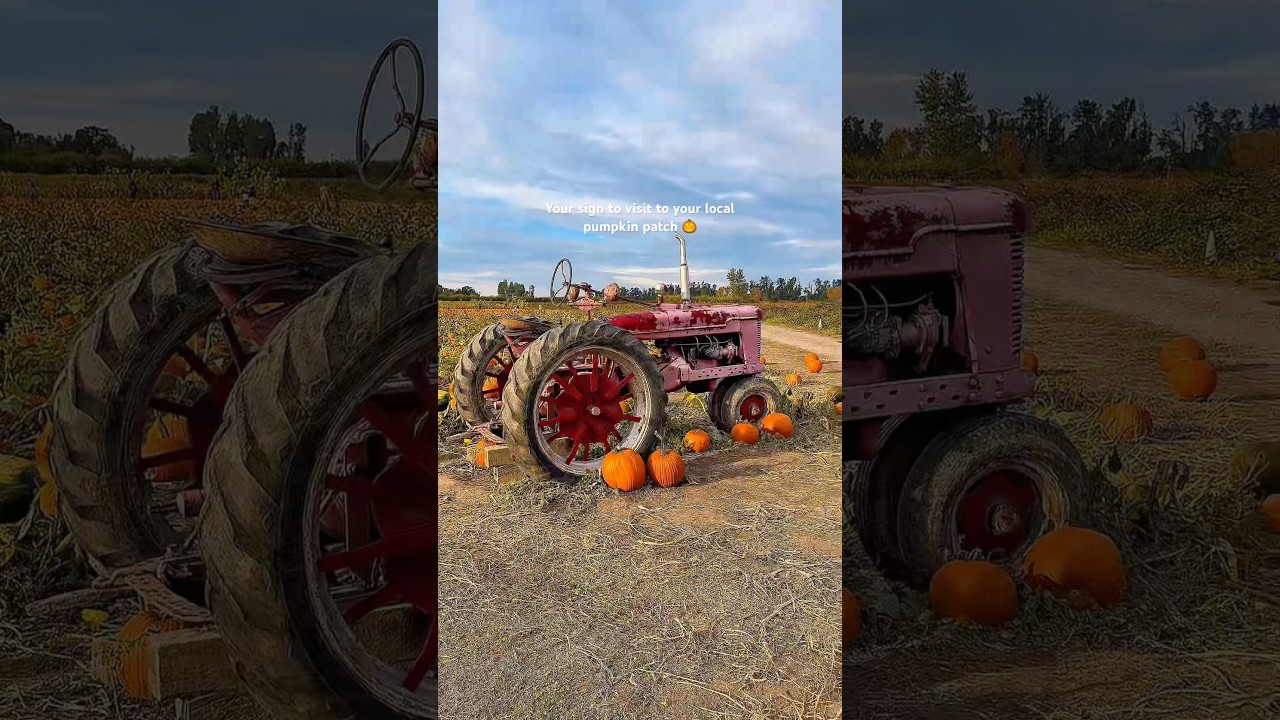 Visiting my local pumpkin patch 🎃🍁 