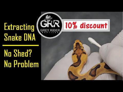 Ball Python Genetic Testing - YouTube