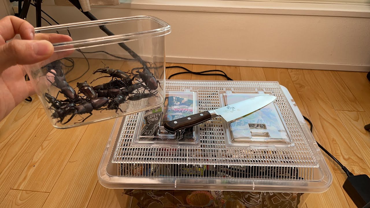 クワガタ牧場をセッティング