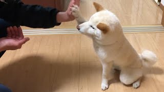 喜びを分かちあえるハイタッチができるようになってしまった柴犬ノンくん