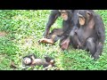 My sister's love was so strong that I cried uncontrollably, baby chimpanzee. Twin sisters & Yotsuba.