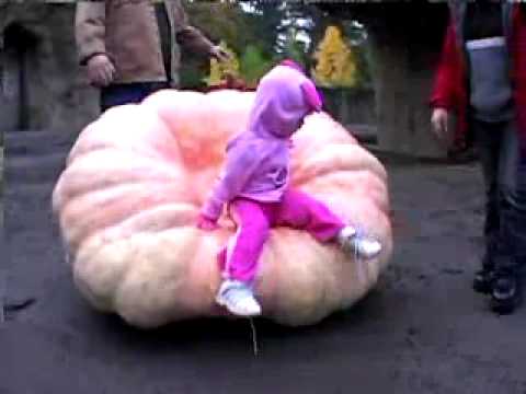 Elephants smashing pumpkins