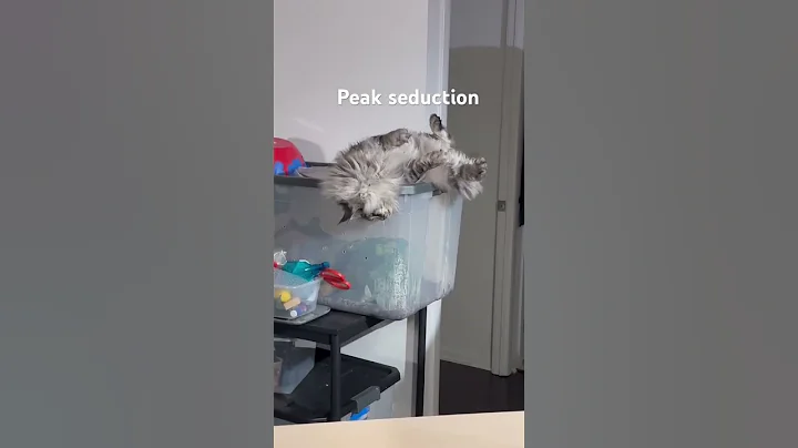 Video 11196281: mains coon cat mainecoon, pets funnycats mainecoon, cat fight maine coon, best maine coon cat