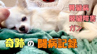 余命宣告された犬に起こった奇跡【チワワ】