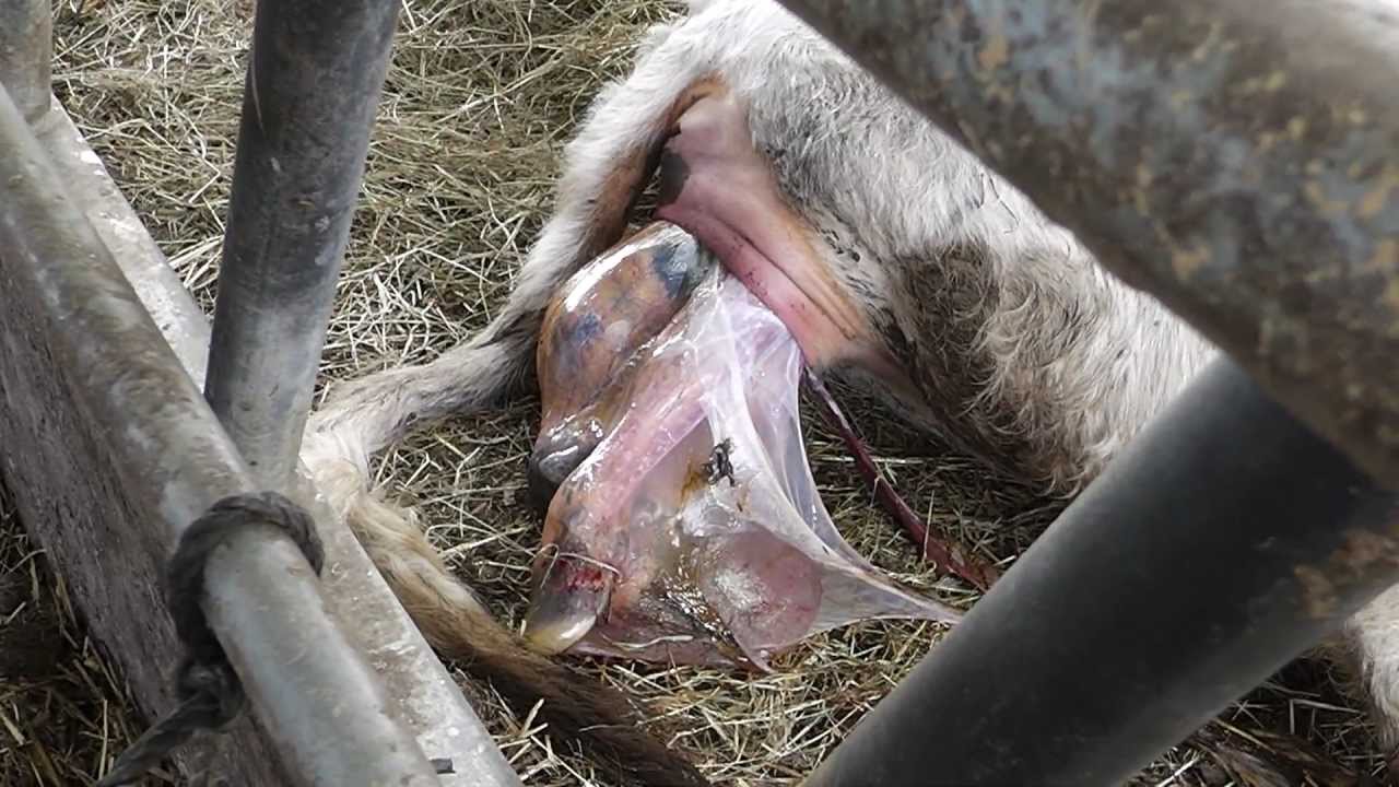 live baby calf being born warning graphic youtube